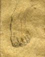 The Foot