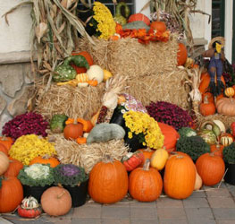 Pumpkins 0236