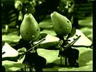 Fruit Musicians