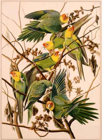 Carolina Parakeet