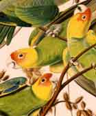 Audobon's Aviary